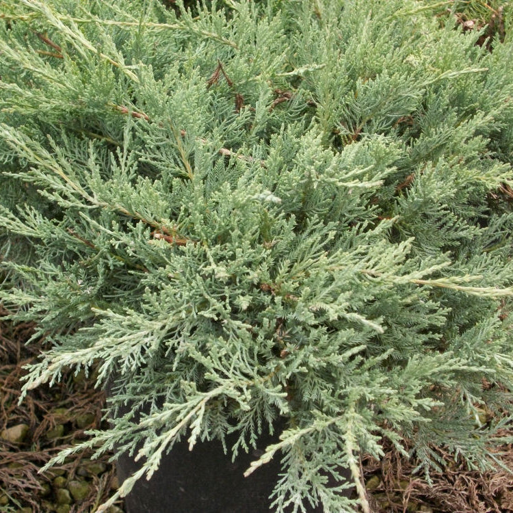 Grey Owl Juniper (Juniperus virginiana 'Grey Owl') - 1 gallon
