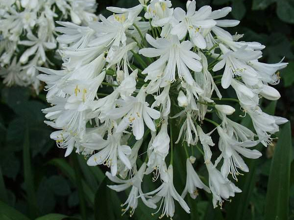 Getty White Lily of the Nile (Agapanthus africanus 'Getty White') - QT