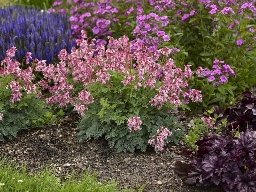 SUN JEWELS™ ‘Pink Diamonds’ Bleeding Heart (Dicentra 'Pink Diamonds') - 1 gallon
