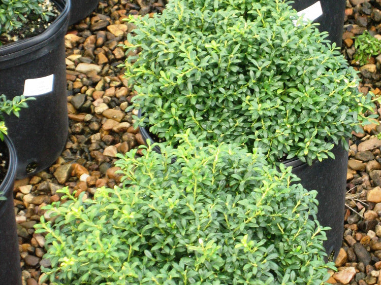 Soft Touch Japanese Holly (Ilex crenata 'Soft Touch') - QT