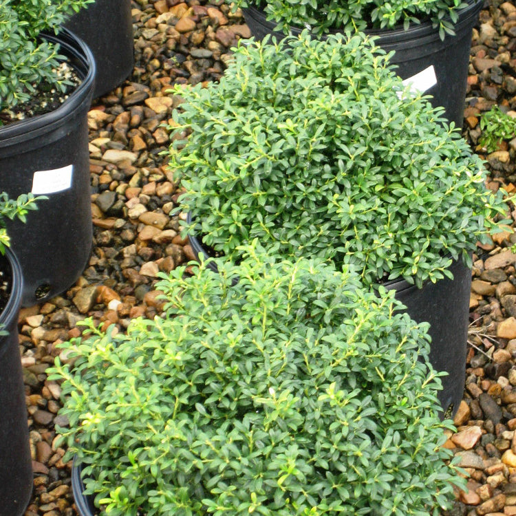 Soft Touch Japanese Holly (Ilex crenata 'Soft Touch') - QT