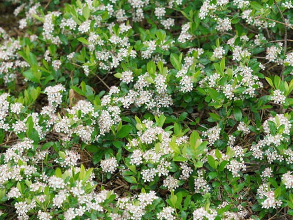Ground Hug® Aronia melanocarpa (Aronia melanocarpa 'Groundhug') - QT