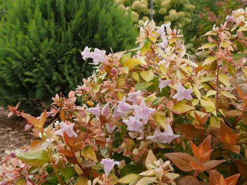 Funshine® Abelia grandiflora (Abelia grandiflora ‘Funshine’) - QT