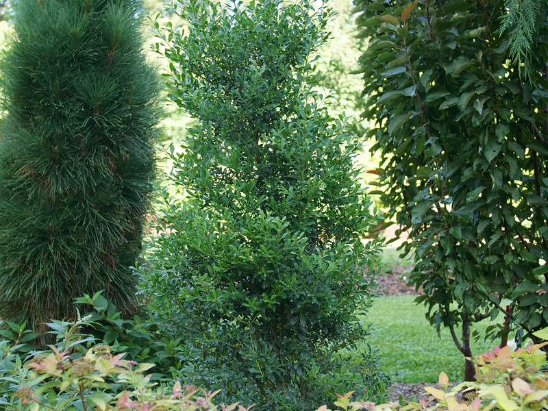 Squeeze Box Inkberry Holly (Ilex glabra 'Squeeze Box') - QT