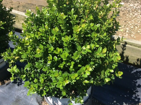 Sprinter® Boxwood (Buxus microphylla 'Sprinter') - QT