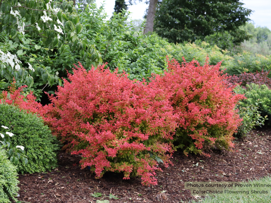 SUNJOY FAST NEO® Barberry (Berberis thunbergii 'Sunjoy Fast Neo’ (NCBT4)) - QT PWDF