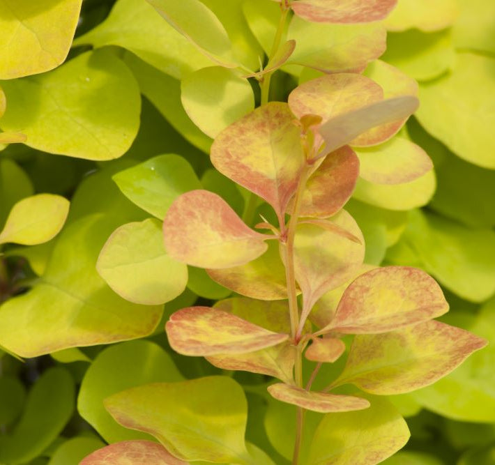 Sunjoy Gold Pillar® Barberry ( Berberis thunbergii 'Maria') - QT