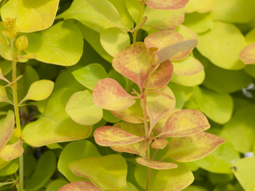 Sunjoy Gold Pillar® Barberry ( Berberis thunbergii 'Maria') - QT