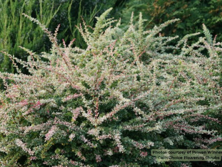 Sunjoy Sequins® Barberry (Berberis thunbergii 'Sunjoy Seguins') - QT