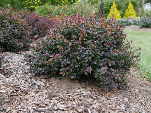 Sunjoy Todo® Barberry (Berberis thunbergii 'Sunjoy Todo') - QT
