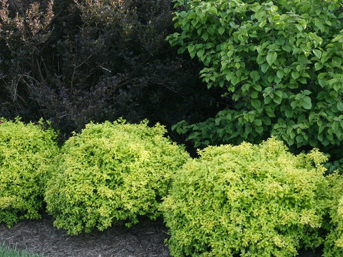 Sunjoy® Citrus Barberry (Berberis thunbergii 'Sunjoy Citrus') - QT