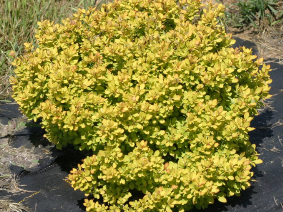 Sunjoy® Mini Saffron Barberry (Berberis thunbergii 'Sunjoy Mini Saffron') - QT