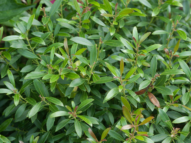 Gem Box® Inkberry Holly (Ilex glabra 'Gem Box') - QT