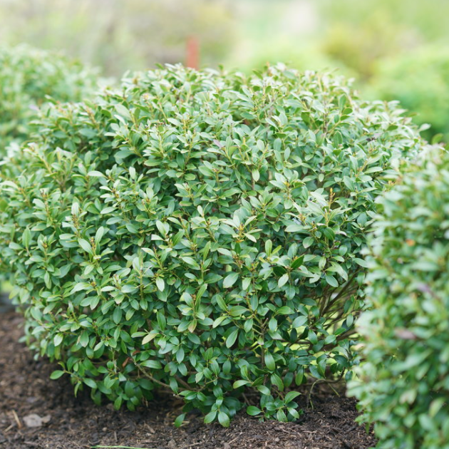 Strongbox® Inkberry holly
(Ilex glabra 'Strong Box') - QT