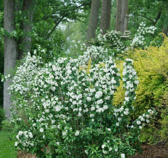 Illuminati Spice® Mock Orange (Philadelphus coronarius 'Illuminati Spice') - QT
