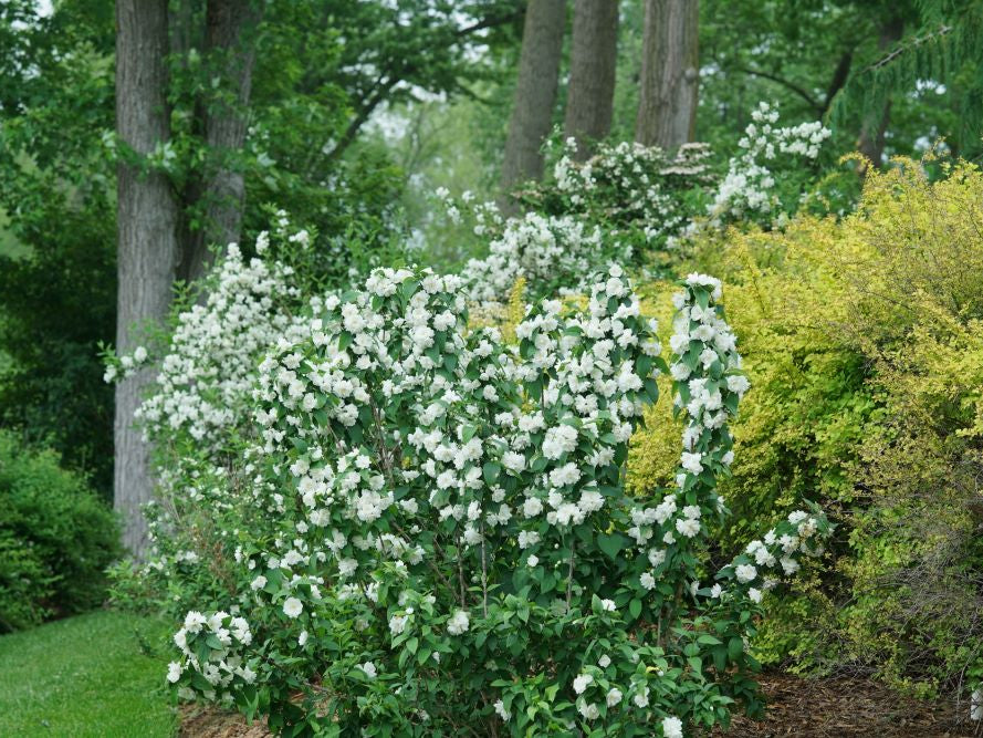 Illuminati Spice® Mock Orange (Philadelphus coronarius 'Illuminati Spice') - QT