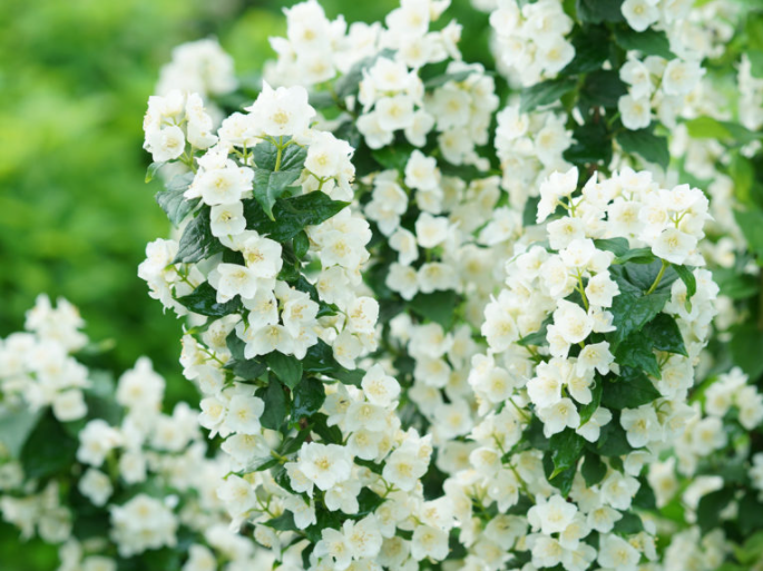 Illuminati Tower® Mockorange (Philadelphus illuminati 'Tower') - QT