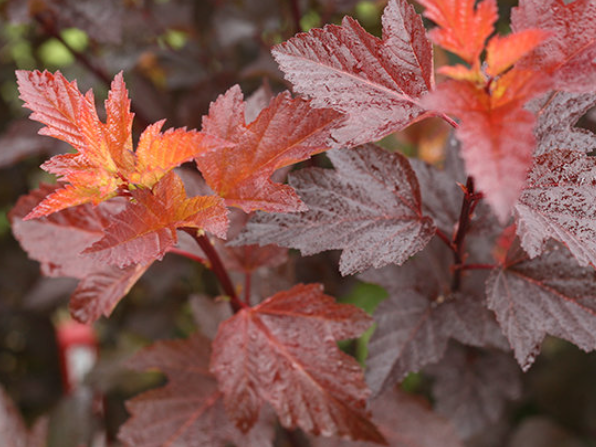 Ginger Wine® Ninebark (Physocarpus O 'Ginger Wine') - QT