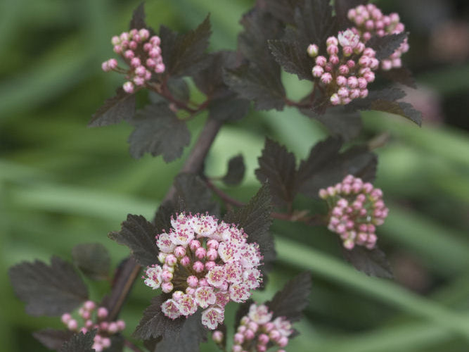 Summer Wine® Ninebark (Physocarpus opulifolius 'Seward') - QT