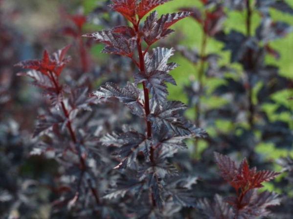 Summer Wine® Black Ninebark (Physocarpus O 'Smr Wine Black') - QT