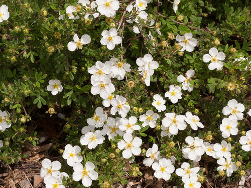 Happy Face® White Cinquefoil (Potentilla 'Happy Face White') - QT