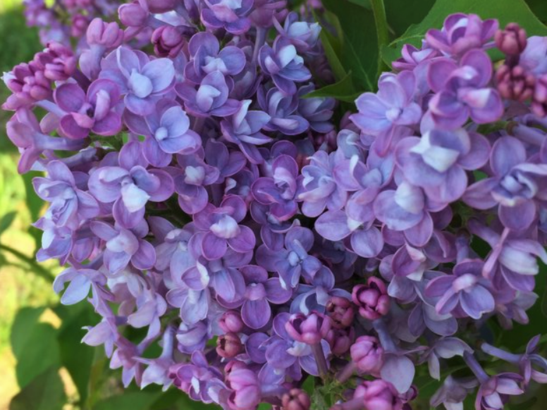 Scentara® Double Blue Lilac (Syringa x 'Scentara Double Blue') - QT