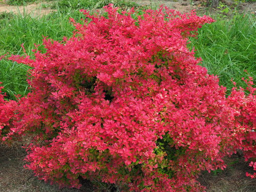Sunjoy Neo® Barberry (Berberis thunbergii 'Sunjoy Neo') - QT