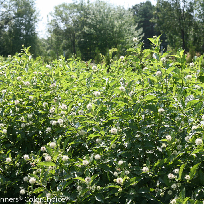 Sugar Shack® Buttonbush (Cephalanthus occidentalis ‘Sugar Shack’) - QT