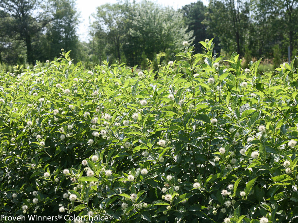 Sugar Shack® Buttonbush (Cephalanthus occidentalis ‘Sugar Shack’) - QT