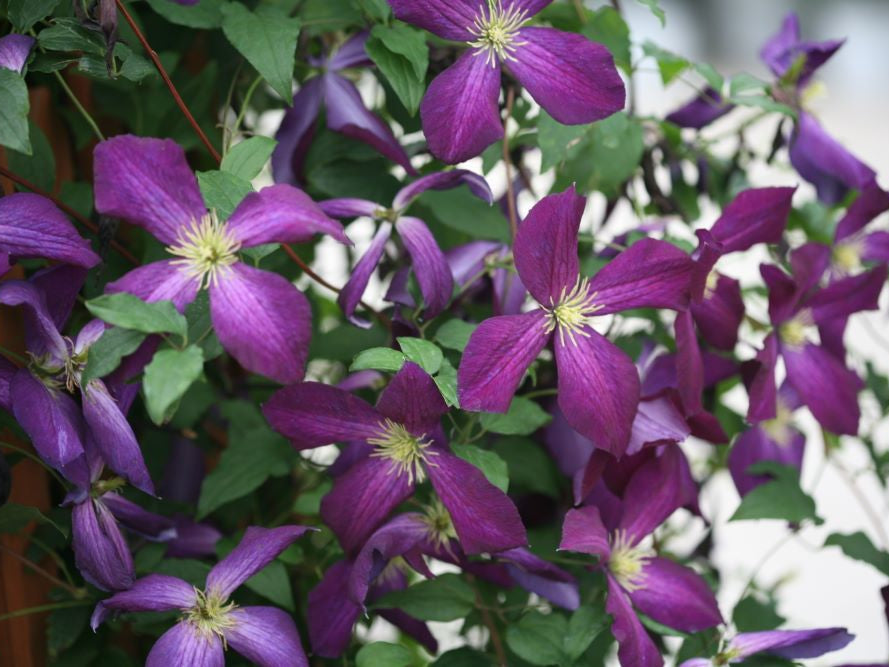 Happy Jack® Purple Clematis (Clematis x Happy Jack® Purple) - QT