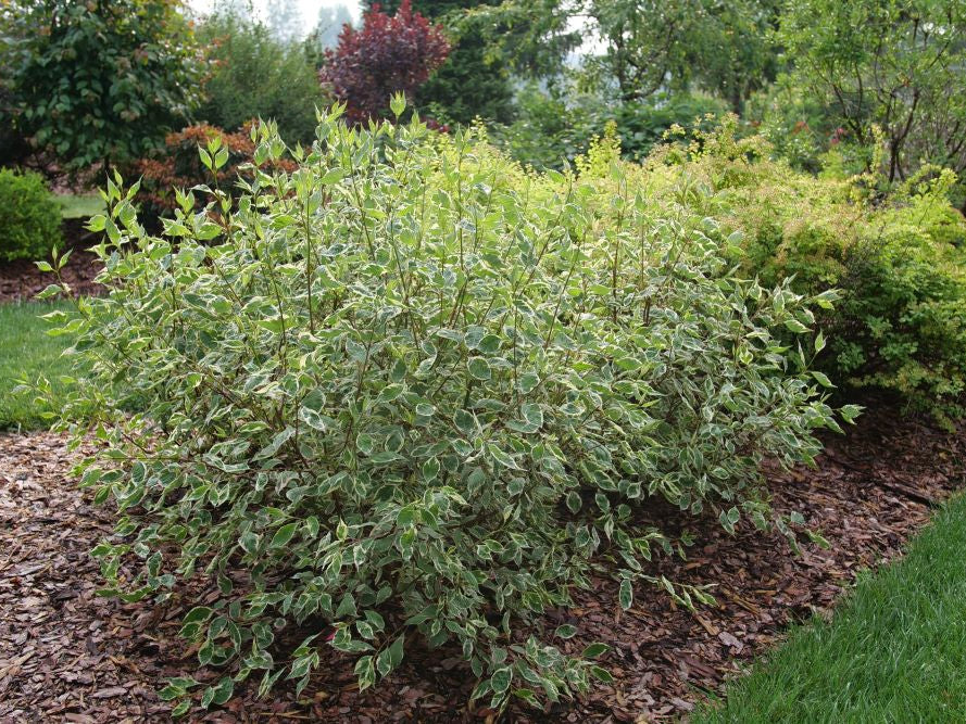 SGT. PEPPER® Tatarian dogwood (Cornus alba 'Verpaalen2' Sgt. Pepper) - QT
