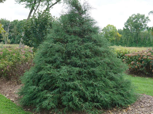 Haywire™ falsecypress (Chamaecyparis 'Haywire') - QT