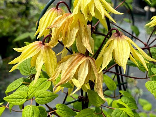 Funyella® Clematis (Clematis 'Golden Dream') - QT