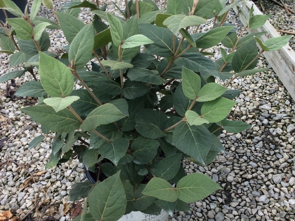 Spice Girl® Korean Spice Viburnum (Viburnum carlesii 'Spice Girl') - QT