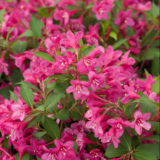 Sonic Bloom® Pink Weigela (Weigela sonic 'Bloom Pink') - QT