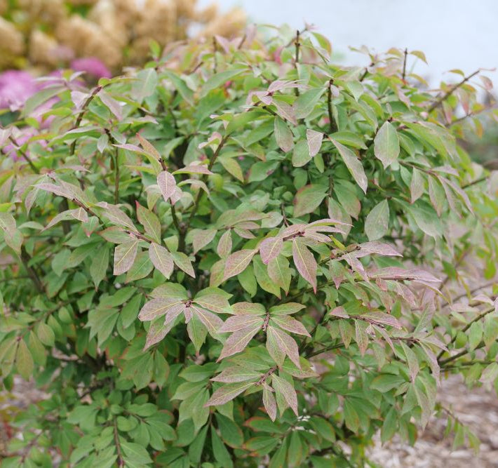 Fire Ball Seedless® Burning Bush (Euonymus alatus Fire Ball Seedless®) - QT