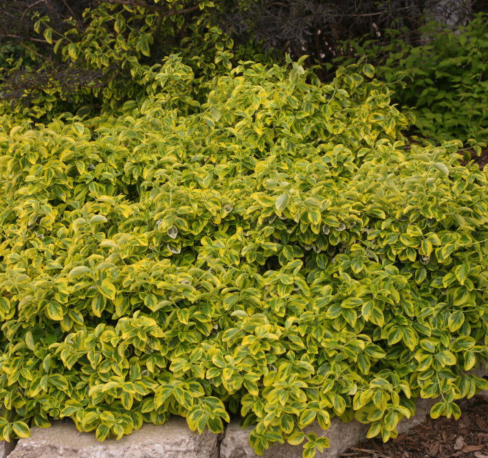 Gold Splash® Wintercreeper (Euonymus fortunei 'Roemertwo') - QT