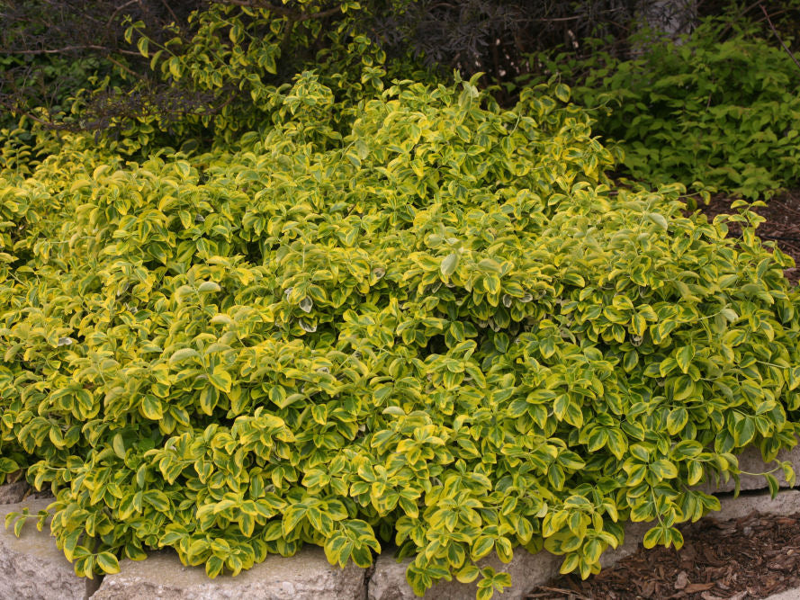 Gold Splash® Wintercreeper (Euonymus fortunei 'Roemertwo') - QT