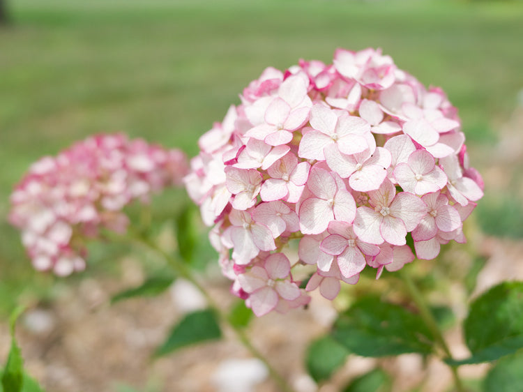 Incrediball® Blush Hydrangea (Hydrangea arborescens 'Incrediball Blush') - QT