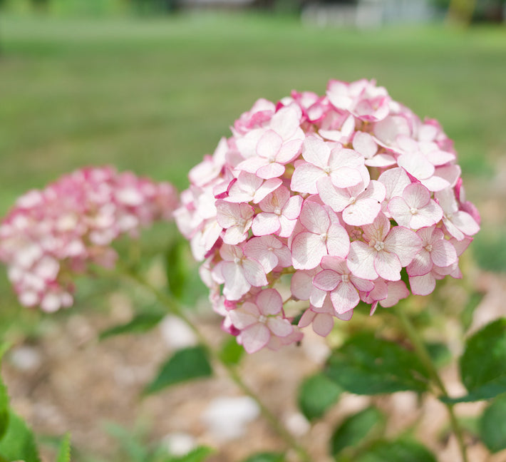 Incrediball® Blush Hydrangea (Hydrangea arborescens 'Incrediball Blush') - QT