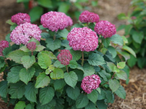 Invincibelle Mini Mauvette® Smooth hydrangea (Hydrangea arborescens 'Invincble Mini Mauvette') - QT