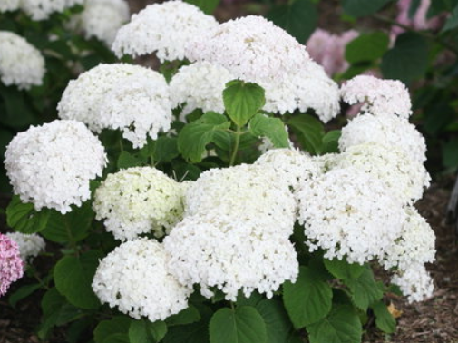 Invincibelle Wee White® Smooth hydrangea (Hydrangea arborescens 'Invincble Wee White') - QT
