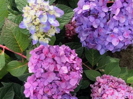 Hydrangea M. Let’s Dance Big Band® (Hydrangea macrophylla 'Lets Dance Big Band') - QT