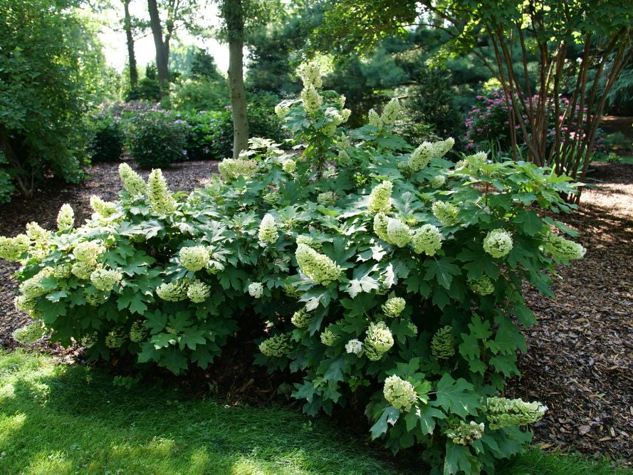 Gatsby Glow Ball® Oakleaf Hydrangea (Hydrangea quercifolia 'NCHQ1') - QT