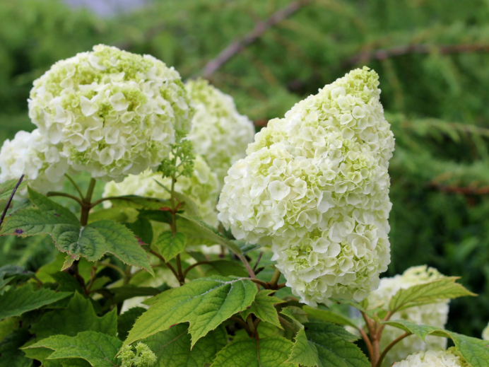 Gatsby Moon® Oakleaf hydrangea (Hydrangea quercifolia 'Gatsby Moon') - QT