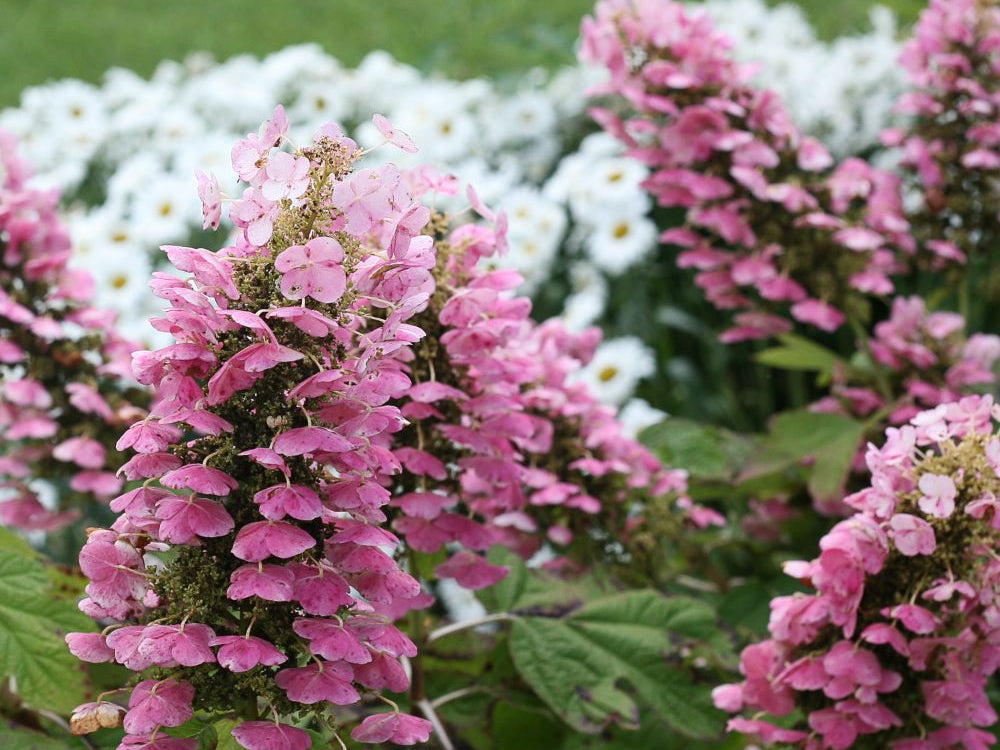Gatsby Pink® Oakleaf hydrangea (Hydrangea quercifolia 'Gatsby Pink') - QT
