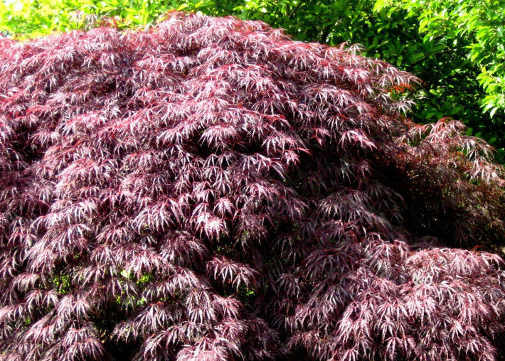 Inaba Shidare Laceleaf Japanese Maple (Acer palmatum var. dissectum 'Inaba Shidare') - 3 gallon 15"
