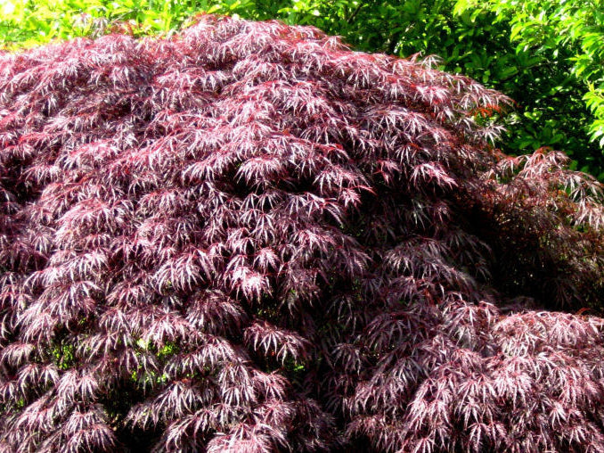 Inaba Shidare Laceleaf Japanese Maple (Acer palmatum var. dissectum 'Inaba Shidare') - 3 gallon 15"