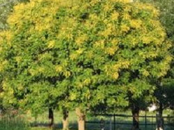Summerburst® Golden Rain Tree (Koelreuteria summerburst) - 3 gallon TREE