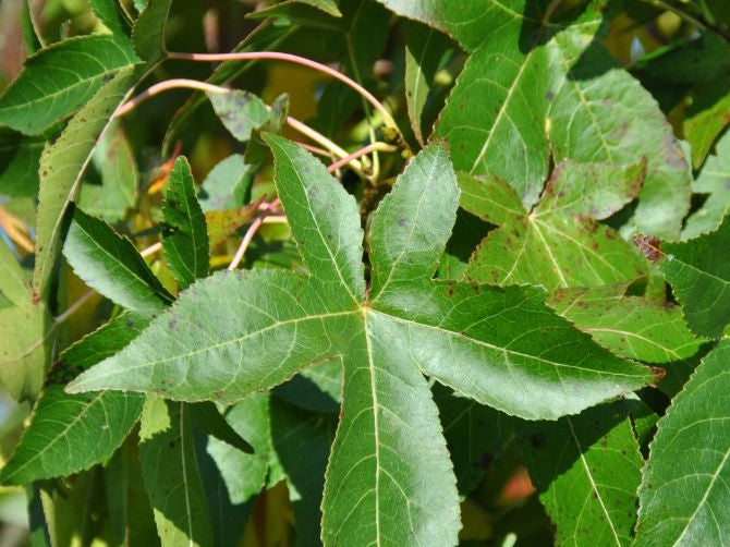 Slender Silhouette Columnar Sweetgum (Liquidambar styraciflua 'Slender Silhouette') - 3 gallon TREE